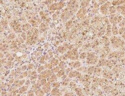 alpha-N-terminal Methyltransferase 1A/METTL11A Antibody, Novus Biologicals