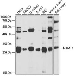 alpha-N-terminal Methyltransferase 1A/METTL11A Antibody - BSA Free, Novus