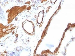 alpha-Smooth Muscle Actin Antibody (ACTA2/791), Novus Biologicals:Antibodies:Primary