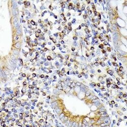 alpha Tubulin 4a Rabbit anti-Human, Mouse, Rat, Clone: 1K6U1, Novus Biologicals 100 &mu;g | Buy Online | Novus Biologicals | Fisher Scientific