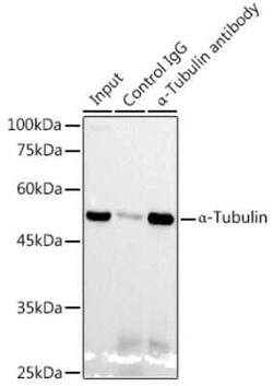 alpha Tubulin 4a Rabbit anti-Human, Mouse, Rat, Clone: 1K6U1, Novus Biologicals 100 &mu;g | Buy Online | Novus Biologicals | Fisher Scientific