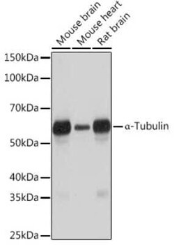 alpha Tubulin 4a Rabbit anti-Human, Mouse, Rat, Clone: 1K6U1, Novus Biologicals 100 &mu;g | Buy Online | Novus Biologicals | Fisher Scientific
