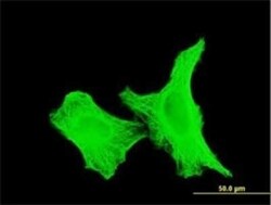 alpha Tubulin 4a Antibody (2E9), Novus Biologicals 0.1 mg | Buy Online | Novus Biologicals | Fisher Scientific