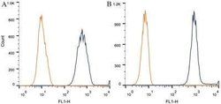alpha Tubulin Antibody (DM1A) - Azide and BSA Free, Novus Biologicals 0.1 mL | Buy Online | Novus Biologicals | Fisher Scientific