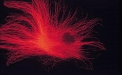 alpha Tubulin Antibody (DM1A) - Azide and BSA Free, Novus Biologicals 0.1 mL | Buy Online | Novus Biologicals | Fisher Scientific