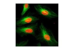alpha Tubulin Antibody (DM1A) - Azide and BSA Free, Novus Biologicals 0.1 mL | Buy Online | Novus Biologicals | Fisher Scientific