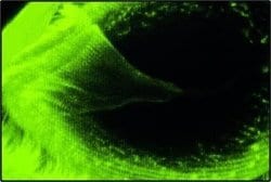 alpha Tubulin Antibody (DM1A) - Azide and BSA Free, Novus Biologicals 0.1 mL | Buy Online | Novus Biologicals | Fisher Scientific