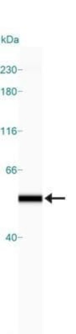 alpha Tubulin Antibody (DM1A) - Azide and BSA Free, Novus Biologicals 0.1 mL | Buy Online | Novus Biologicals | Fisher Scientific