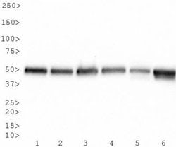 alpha Tubulin Antibody (DM1A) - Azide and BSA Free, Novus Biologicals 0.1 mL | Buy Online | Novus Biologicals | Fisher Scientific