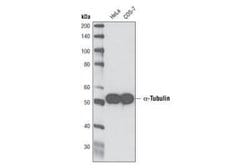 alpha Tubulin Antibody (DM1A) - Azide and BSA Free, Novus Biologicals 0.1 mL | Buy Online | Novus Biologicals | Fisher Scientific