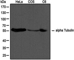 alpha Tubulin Antibody (DM1A) - Azide and BSA Free, Novus Biologicals 0.1 mL | Buy Online | Novus Biologicals | Fisher Scientific