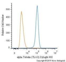 alpha Tubulin Antibody (YL1/2) - Azide and BSA Free, Novus Biologicals