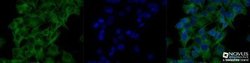 alpha Tubulin Antibody (YL1/2) - Azide and BSA Free, Novus Biologicals