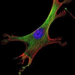 alpha Tubulin Antibody (YL1/2) - Azide and BSA Free, Novus Biologicals