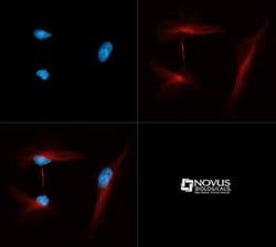 alpha Tubulin Antibody (YL1/2) - Azide and BSA Free, Novus Biologicals