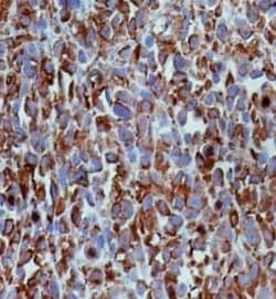 alpha Tubulin Antibody (YL1/2) - Azide and BSA Free, Novus Biologicals
