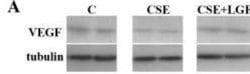 alpha Tubulin Antibody (YL1/2) - Azide and BSA Free, Novus Biologicals
