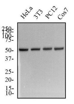 alpha Tubulin Antibody (YL1/2) - Azide and BSA Free, Novus Biologicals