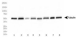 alpha Tubulin Antibody (YL1/2) - Azide and BSA Free, Novus Biologicals