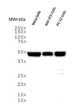 alpha Tubulin Antibody (YL1/2) - Azide and BSA Free, Novus Biologicals