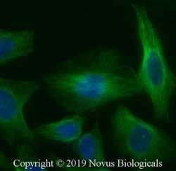 alpha Tubulin Antibody (YOL1/34) - Azide and BSA Free, Novus Biologicals
