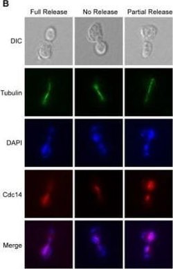 alpha Tubulin Antibody (YOL1/34) - Azide and BSA Free, Novus Biologicals