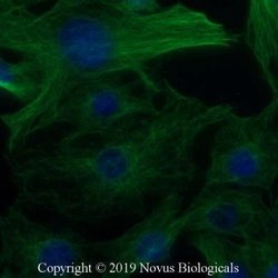 alpha Tubulin Antibody (YOL1/34) - Azide and BSA Free, Novus Biologicals
