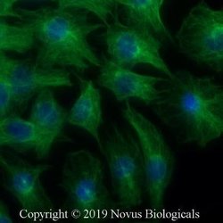 alpha Tubulin Antibody (YOL1/34) - Azide and BSA Free, Novus Biologicals