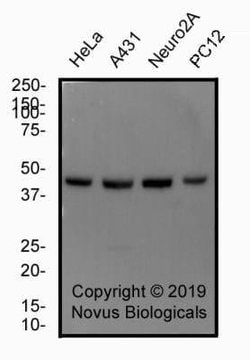 alpha Tubulin Antibody (YOL1/34) - Azide and BSA Free, Novus Biologicals