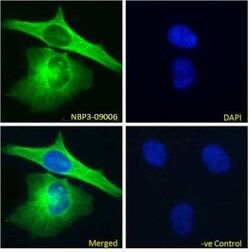 alpha Tubulin Antibody (F2C) - Chimeric - Azide and BSA Free, Novus Biologicals:Antibodies:Primary