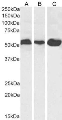 alpha Tubulin Antibody (F2C) - Chimeric - Azide and BSA Free, Novus Biologicals:Antibodies:Primary