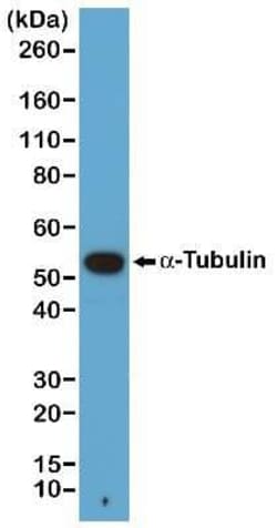 alpha Tubulin Antibody (RM113), Novus Biologicals 100 &mu;g, Unconjugated:Antibodies,