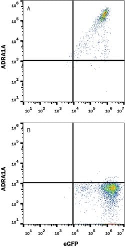 Human alpha-1 Adrenergic R/ADRA1A Antibody, R D Systems 100 &mu;g; Unconjugated:Antibodies,