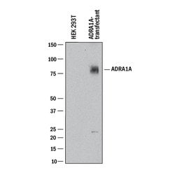 Human alpha-1 Adrenergic R/ADRA1A Antibody, R D Systems 100 &mu;g; Unconjugated:Antibodies,