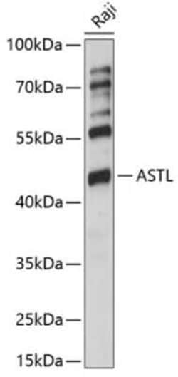 Ovastacin Antibody - Azide and BSA Free, Novus Biologicals 0.1 mL | Buy Online | Novus Biologicals | Fisher Scientific
