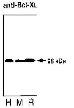 bcl-x Mouse anti-Mouse, Rat, Clone: 2H12, Novus Biologicals:Antibodies:Primary