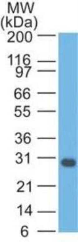 bcl-x Antibody (BX006 + 2H12) - Azide and BSA Free, Novus Biologicals 0.1