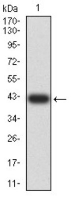 beta-1,3-Glucuronyltransferase 1/B3GAT1 Antibody (3B8C12) - BSA Free, Novus