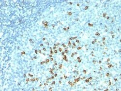 CD57 Antibody (HNK-1 + NK-1), Novus Biologicals 0.1mg; Unlabeled:Anticuerpos