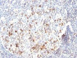 CD57 Antibody (HNK-1 or Leu-7), Novus Biologicals 0.1mg; Unlabeled:Antibodies,