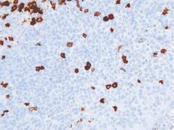 CD57 Antibody (IHC539), Novus Biologicals 1 mL; Unconjugated:Antibodies,