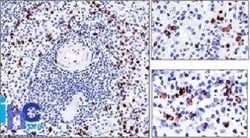 CD57 Antibody (NK-1), Novus Biologicals:Antibodies:Primary Antibodies