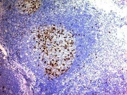 CD57 Antibody (NK/804), Novus Biologicals:Antibodies:Primary Antibodies