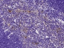 beta 2-Microglobulin Rabbit anti-Rat, Clone: 35, Novus Biologicals:Antibodies:Primary
