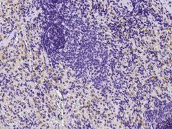 beta 2-Microglobulin Rabbit anti-Rat, Clone: 35, Novus Biologicals:Antibodies:Primary