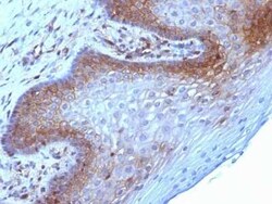 beta 2-Microglobulin Antibody (B2M/961) - Azide and BSA Free, Novus Biologicals:Antibodies:Primary