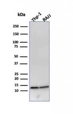 beta 2-Microglobulin Antibody (B2M/961) - Azide and BSA Free, Novus Biologicals:Antibodies:Primary