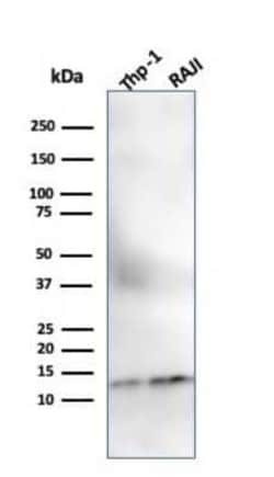 beta 2-Microglobulin Antibody (SPM617) - Azide and BSA Free, Novus Biologicals