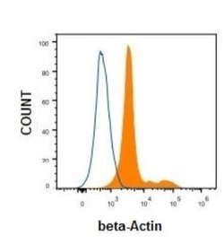 beta-Actin Antibody (8H10D10) - Azide and BSA Free, Novus Biologicals 0.1 mL | Buy Online | Novus Biologicals | Fisher Scientific