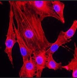 beta-Actin Antibody (8H10D10) - Azide and BSA Free, Novus Biologicals 0.1 mL | Buy Online | Novus Biologicals | Fisher Scientific